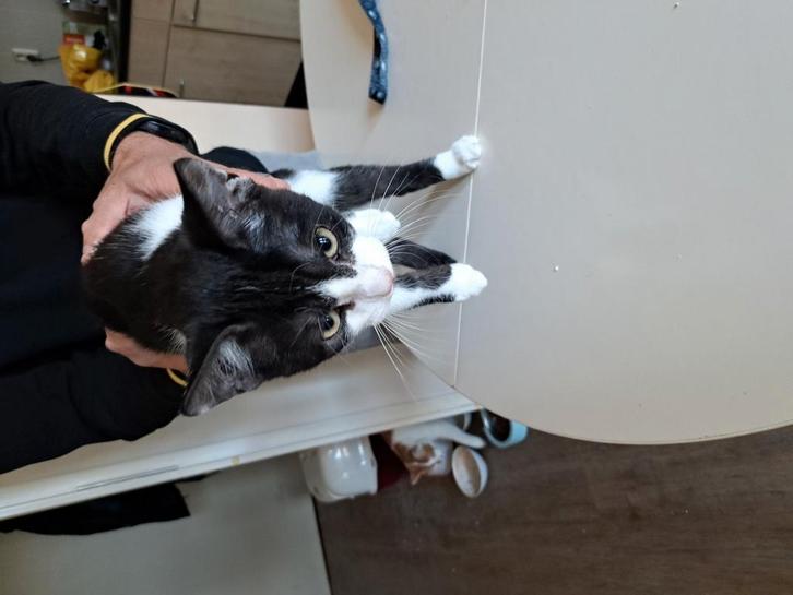 2 katertjes gratis ophalen, Dieren en Toebehoren, Katten en Kittens | Overige Katten, Kater