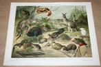 Antieke kleurenlithografie - Dieren uit Australië - Ca 1900!, Gebruikt, Ophalen of Verzenden, Voor 1940