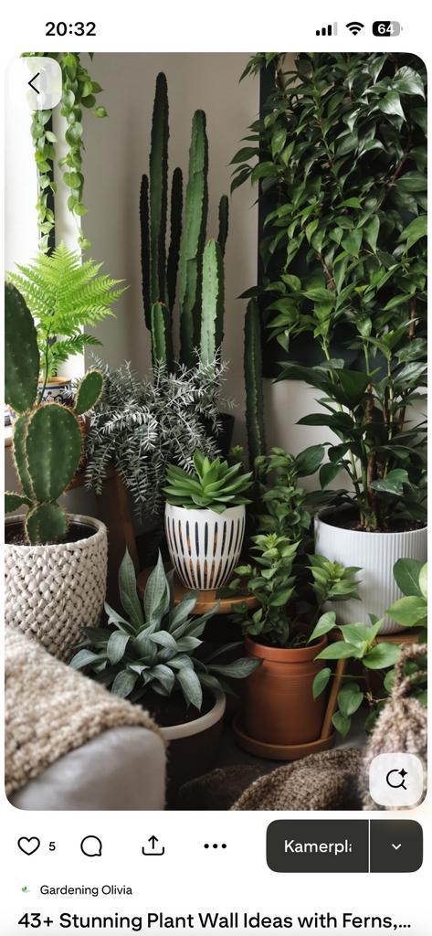 Opzoek naar gratis kamerplanten, Huis en Inrichting, Kamerplanten, Minder dan 100 cm, Halfschaduw, Ophalen