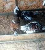 Te koop; trio zweedse bloemkippen,, Meerdere dieren, Kip