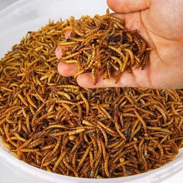 Gedroogde Meelwormen 250 gram (voor kippen, vogels, vissen beschikbaar voor biedingen