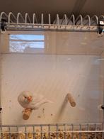 Masker split charcoal pop(pastel) zebravink, Dieren en Toebehoren, Vrouwelijk, Geringd