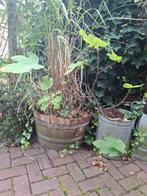 Gratis Regenton Pot met Riet  lezen aub, Tuin en Terras, Bloempotten, Ophalen, Overige materialen, Gebruikt, 40 cm of meer