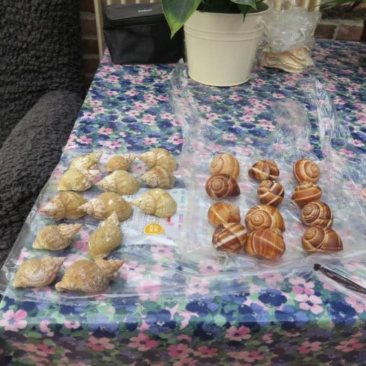 Slakken (4 zakjes) Sint-Jacobsschelpen middelmatig (11x), Hobby en Vrije tijd, Knutselen, Zo goed als nieuw, Materiaal, Ophalen of Verzenden