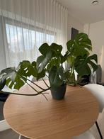 Monstera kamerplant, Huis en Inrichting, Kamerplanten, Ophalen of Verzenden, Halfschaduw, Minder dan 100 cm