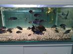 Placidochromis Phenochilus Mdoka White Lips Malawi Cichliden, Vis, Zoetwatervis