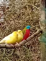 Roodbuik turq split opa man en opa pop, Dieren en Toebehoren, Vogels | Overige Vogels, Meerdere dieren