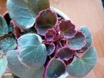 Plant, Huis en Inrichting, Kamerplanten, Ophalen of Verzenden, Overige soorten, Minder dan 100 cm