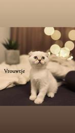 Super Lieve & Gezonde Britse Korthaar Kittens, Dieren en Toebehoren, Meerdere dieren, Ontwormd, 0 tot 2 jaar