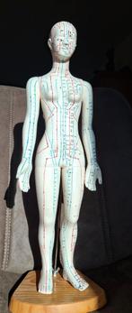 Acupunctuur meridianenpop vrouw groot Engels, Verzamelen, Beelden en Beeldjes, Ophalen of Verzenden, Zo goed als nieuw, Mens