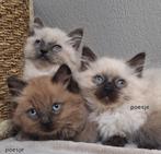 Ragdoll kittens !!!, Dieren en Toebehoren, Meerdere dieren, Ontwormd, 0 tot 2 jaar
