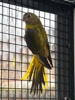 0-1 Turquoisine dd opaline, Dieren en Toebehoren, Vogels | Parkieten en Papegaaien, Vrouwelijk, Parkiet, Geringd