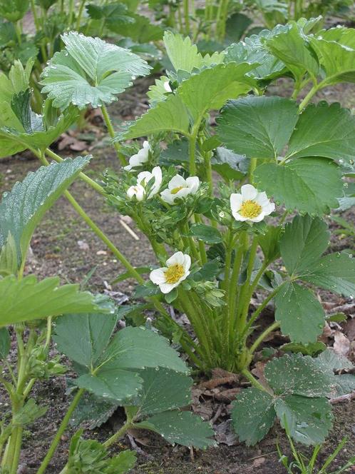 Aardbeien plantjes, Tuin en Terras, Planten | Tuinplanten, Vaste plant, Fruitplanten, Volle zon, Zomer, Ophalen