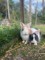 Dwerg konijntjes, Dieren en Toebehoren, Konijnen, Meerdere dieren, Dwerg