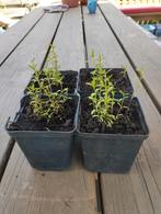 Dragonafrikaantje (Tagetes lucida) plantjes, Tuin en Terras, Planten | Tuinplanten, Ophalen, Zomer, Volle zon