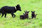 labrador / border collie / herder kruising pups, 8 tot 15 weken, Collie, Meerdere, Meerdere dieren