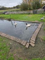 Zwarthals zwanen, Dieren en Toebehoren, Mannelijk, Gans of Zwaan