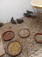 Chinese dwerg kwartels natuurbroed, Meerdere dieren