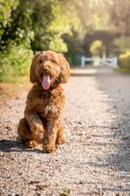 Vaste oppas gezocht voor dinsdag en donderdag, Dieren en Toebehoren, December, Vrouwelijk
