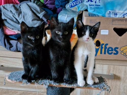 Nog 2 lieve speelse kittens!!, Dieren en Toebehoren, Katten en Kittens | Overige Katten, Meerdere dieren