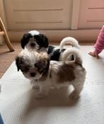 Prachtige Boomer  pups!, Dieren en Toebehoren, Honden | Chihuahua's en Gezelschapshonden, 8 tot 15 weken, Meerdere, Nederland