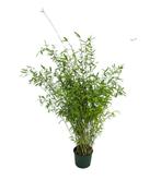 Fargesia Nitida Winter Joy | Groenblijvend, Niet-Woekerend, Overige soorten, Vaste plant, Ophalen of Verzenden, Halfschaduw