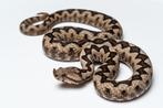1.0 Vipera ammodytes (2023), Dieren en Toebehoren, Reptielen en Amfibieën, Slang, 0 tot 2 jaar