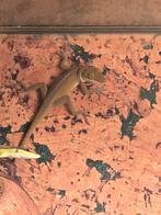 Roodkeelanolissen, Hagedis, 0 tot 2 jaar