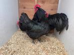 Trio zwarte australorp OPHALEN HASSELT BELGIE, Dieren en Toebehoren, Pluimvee