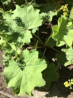 ==Schitterend== Vrouwenmantel groenblijvende plant, Overige soorten, Volle zon, Vaste plant, Ophalen of Verzenden