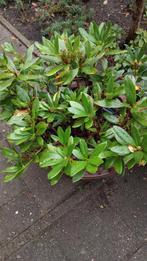 Rhododendron wit, Tuin en Terras, Planten | Tuinplanten, Vaste plant, Halfschaduw, Lente, Ophalen
