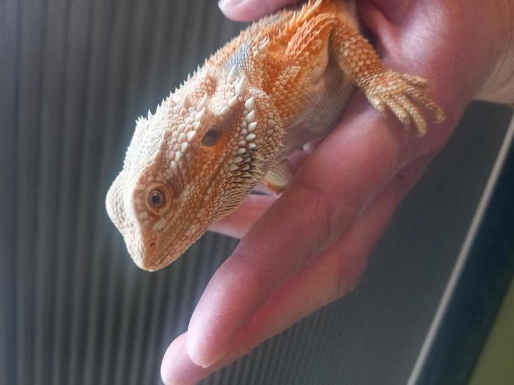 2 mooie baardagaam vrouwtjes van een half jaar oud!