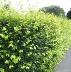 **GOEDKOOP** Carpinus betulus, bladverliezende haagbeuk, Tuin en Terras, Planten | Struiken en Hagen, Ophalen of Verzenden, Beukenhaag