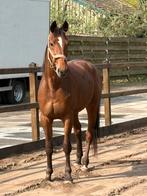Te koop 170 hoog 3500€, Dieren en Toebehoren, Paarden, Ruin, Recreatiepaard