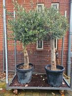 Olijfbomen 180cm in pot, volle kruin: 125 euro, Ophalen of Verzenden, 100 tot 250 cm, Olijfboom, Zomer