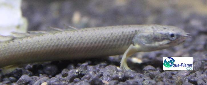 Polypterus senegalus, Dieren en Toebehoren, Vissen | Aquariumvissen, Zoetwatervis, Vis