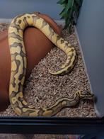 1.0 super pastel enchi disco het pied
50% het rainbow 764gr., Dieren en Toebehoren, Reptielen en Amfibieën, Slang, Tam, 0 tot 2 jaar