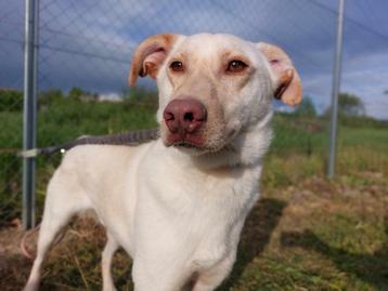 CHESTER MENSGERICHTE REU, MIDDELMAAT, ZOEKT WANDELVRIEND(IN) beschikbaar voor biedingen