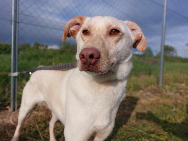 CHESTER MENSGERICHTE REU, MIDDELMAAT, ZOEKT WANDELVRIEND(IN), Dieren en Toebehoren, Honden | Niet-rashonden, Middel, Reu, Particulier