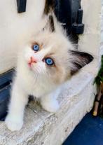 Ragdoll Kittens met stamboom, Dieren en Toebehoren, Katten en Kittens | Raskatten | Langhaar, Gechipt, 0 tot 2 jaar
