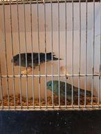 Blauwe catharina's, Meerdere dieren, Parkiet