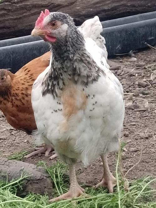 Jonge hanen, groot ras, Dieren en Toebehoren, Pluimvee, Kip, Mannelijk