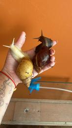 Afrikaanse reuzenslakken, Ophalen of Verzenden, Zo goed als nieuw, Overige diersoorten