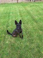 Hollandse herder, Dieren en Toebehoren, Honden | Herdershonden en Veedrijvers, Teef, Eén hond, 3 tot 5 jaar, Herder