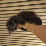 Nog 3 Britse korthaar kittens te koop, Dieren en Toebehoren
