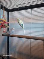 Leuk kopen jonge parkieten van diet jaar onvewand, Meerdere dieren, Parkiet