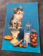 Poesje op weegschaal, Verzenden, 1980 tot heden, Gelopen, Hond of Kat