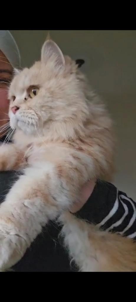 Mooie tabosh, Dieren en Toebehoren, Katten en Kittens | Overige Katten, Kater