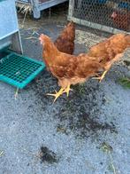 GRATIS hanen new hampshire, Dieren en Toebehoren, Pluimvee, Mannelijk, Kip