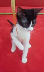 2 lieve speelse kittens m/v ingeent/ontwormd/ontvlooid/chip, Dieren en Toebehoren, Katten en Kittens | Overige Katten, Meerdere dieren